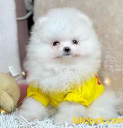 Pomeranian Boo Rusya Pasaportlu Mikrocipli  Yavrularımız 4
