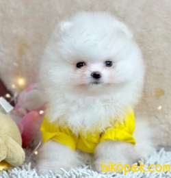 Pomeranian Boo Rusya Pasaportlu Mikrocipli  Yavrularımız 1