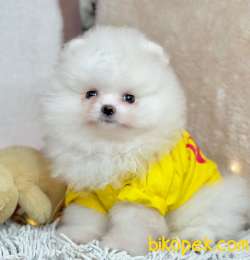 Pomeranian Boo Rusya Pasaportlu Mikrocipli  Yavrularımız 2