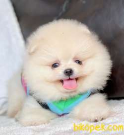 Pomeranian Boo Rusya Pasaportlu Safkan Belgeli Yavrular 4