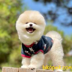 Pomeranian Boo Saf Ayı Surat Yavrularımız 2