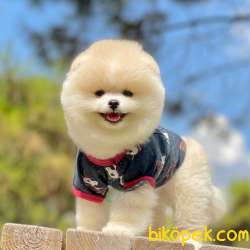 Pomeranian Boo Saf Ayı Surat Yavrularımız 1