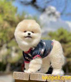 Pomeranian Boo Saf Ayı Surat Yavrularımız 5