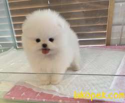 Pomeranian Boo Safkan Anne Baba Secereli Tuvalet Eğitimli Yavrula 5