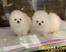 Pomeranian Boo Safkan Anne Baba Secereli Tuvalet Eğitimli Yavrula 3