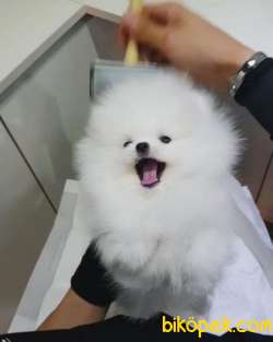 Pomeranian Boo Safkan Anne Babadan Ayicik Surat Yavrular 2