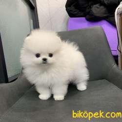 Pomeranian Boo Safkan Anne Babadan Ayicik Surat Yavrular 4