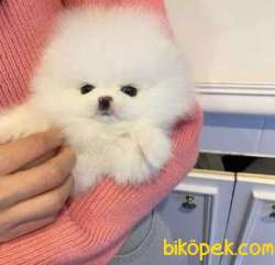 Pomeranian Boo Safkan Anne Babadan Ayicik Surat Yavrular 3