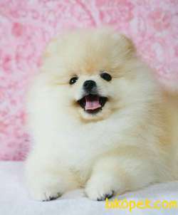 Pomeranian Boo Safkan Ayi Surat Yavrularımız 5