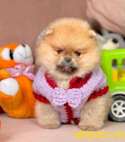 Pomeranian Boo Safkan Ayı Surat Yavrularımız 2