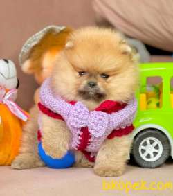 Pomeranian Boo Safkan Ayı Surat Yavrularımız 3