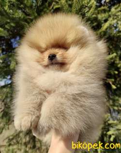 Pomeranian Boo Safkan Ayı Surat Yavrularımız 3