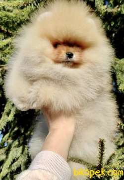Pomeranian Boo Safkan Ayı Surat Yavrularımız 5