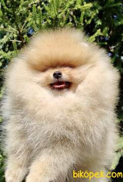 Pomeranian Boo Safkan Ayı Surat Yavrularımız 1