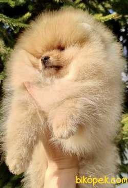 Pomeranian Boo Safkan Ayı Surat Yavrularımız 4