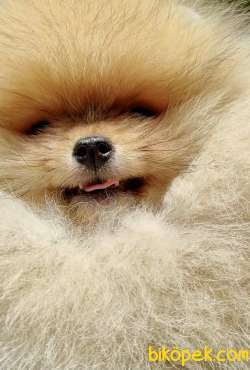 Pomeranian Boo Safkan Ayı Surat Yavrularımız 2