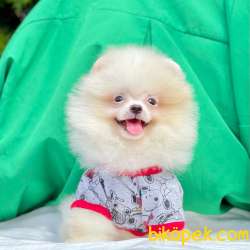 Pomeranian Boo Safkan Ayı Surat Yavrularımız 4