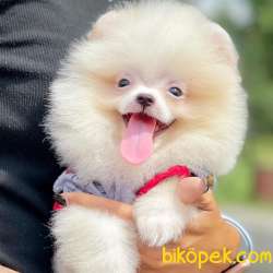 Pomeranian Boo Safkan Ayı Surat Yavrularımız 2