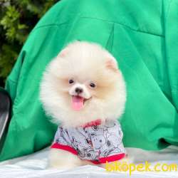 Pomeranian Boo Safkan Ayı Surat Yavrularımız 1