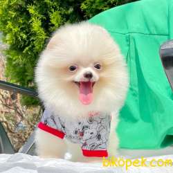 Pomeranian Boo Safkan Ayı Surat Yavrularımız 3