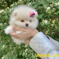 Pomeranian Boo Safkan Ayı Surat Yavrularımız 4