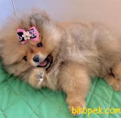 Pomeranian Boo Safkan Ayı Surat Yavrularımız 1