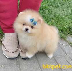 Pomeranian Boo Safkan Ayı Surat Yavrularımız 5