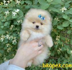 Pomeranian Boo Safkan Ayı Surat Yavrularımız 2