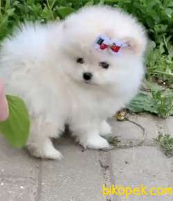 Pomeranian Boo Safkan Ayı Surat Yavrularımız 3