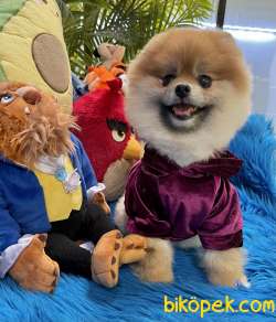 Pomeranian Boo Safkan Ayicik Surat Asili Belgeli 3