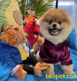 Pomeranian Boo Safkan Ayicik Surat Asili Belgeli 1