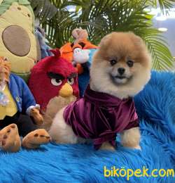 Pomeranian Boo Safkan Ayicik Surat Asili Belgeli 2