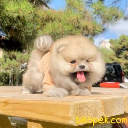 Pomeranian Boo Safkan Ayicik Surat Yavrularımız 1