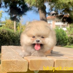 Pomeranian Boo Safkan Ayicik Surat Yavrularımız 2