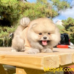 Pomeranian Boo Safkan Ayicik Surat Yavrularımız 3