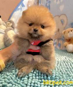 Pomeranian Boo Safkan Ayicik Surat Yavrularımız 3