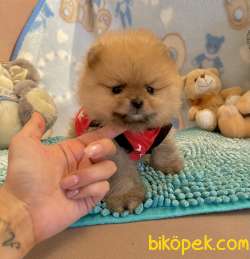 Pomeranian Boo Safkan Ayicik Surat Yavrularımız 4