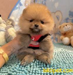 Pomeranian Boo Safkan Ayicik Surat Yavrularımız 1