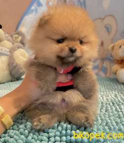Pomeranian Boo Safkan Ayicik Surat Yavrularımız 2