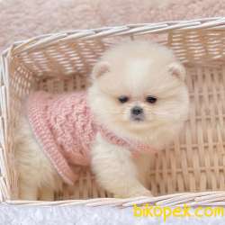 Pomeranian Boo Safkan Ayicik Surat Yavrularımız 1