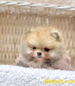 Pomeranian Boo Safkan Ayicik Surat Yavrularımız 5