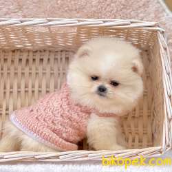Pomeranian Boo Safkan Ayicik Surat Yavrularımız 2