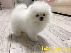 Pomeranian Boo Safkan Ayicik Suratlı Yavrular 4
