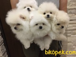 Pomeranian Boo Safkan Ayicik Suratlı Yavrular 1