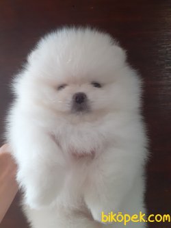 Pomeranian Boo Safkan Ayicik Suratlı Yavrular 3