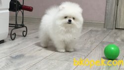 Pomeranian Boo Safkan Ayicik Suratlı Yavrular 2