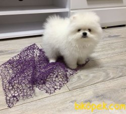 Pomeranian Boo Safkan Ayicik Suratlı Yavrular 5