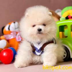 Pomeranian Boo Safkan Ayicik Tip Yavrular 3