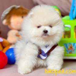 Pomeranian Boo Safkan Ayicik Tip Yavrular 2