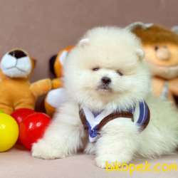 Pomeranian Boo Safkan Ayicik Tip Yavrular 1